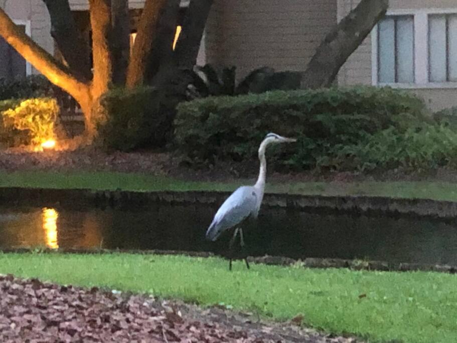 Peaceful Treetop Condo - 2Br/2Ba Hilton Head Island Bagian luar foto